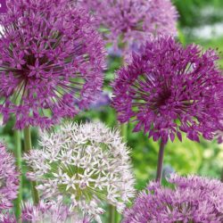 Combi Allium Large Ball