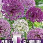 Allium ‘Perfect Combinations’ Mix