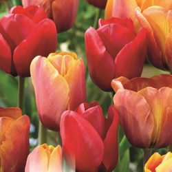 Tulip ‘Perfect Combinations’ Mix