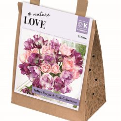 Tulip Purple & Pink Collection