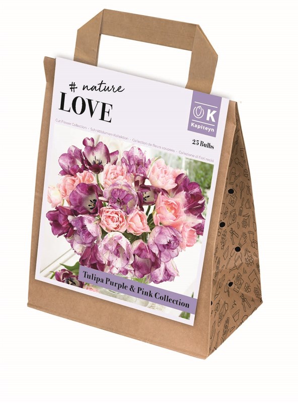 Tulip Purple & Pink Collection