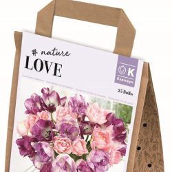 Tulip Purple & Pink Collection