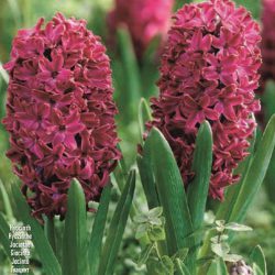 Hyacinthus ‘Woodstock’