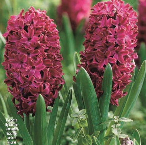 Hyacinthus 'Woodstock' - Image 2