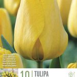 TULIPA NOVISUN