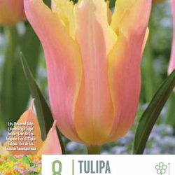 Tulipa ‘Marianne’