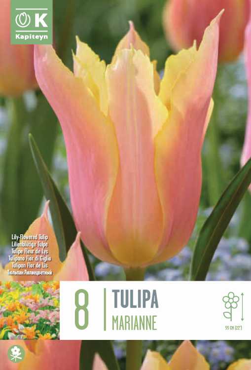 Tulipa ‘Marianne’