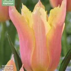 Tulipa ‘Marianne’
