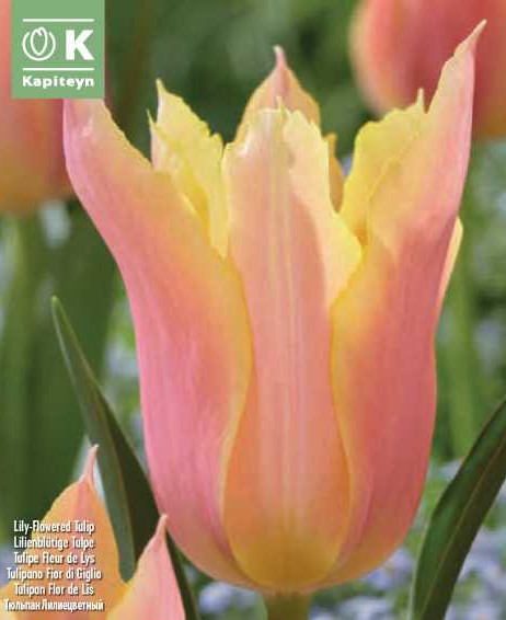 Tulipa ‘Marianne’ - Image 2