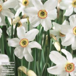 Narcissus ‘Recurvus’