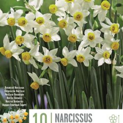 Narcissus canaliculatus