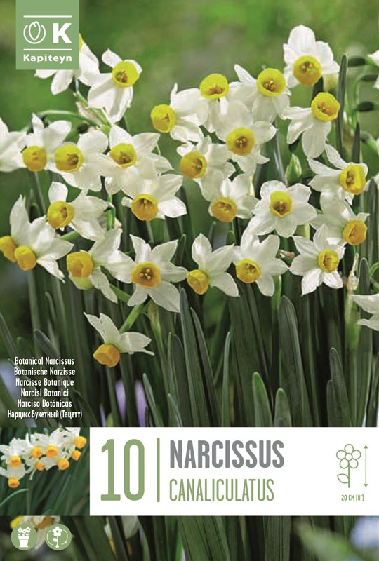 Narcissus canaliculatus