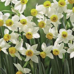 Narcissus canaliculatus