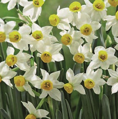 Narcissus canaliculatus - Image 2