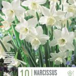 Narcissus ‘Tresamble’