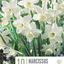 Narcissus ‘Tresamble’