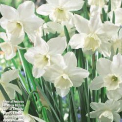 Narcissus ‘Tresamble’