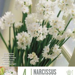 Narcissus ‘Paperwhite Ziva’