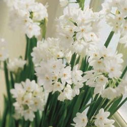 Narcissus ‘Paperwhite Ziva’