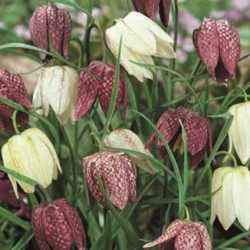 Fritillaria meleagris