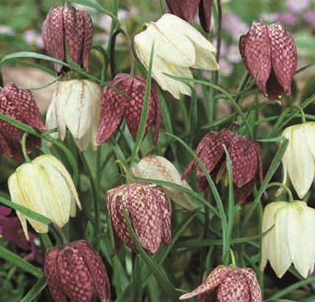 Fritillaria meleagris - Image 2
