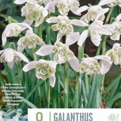 Galanthus ‘Flore Pleno’