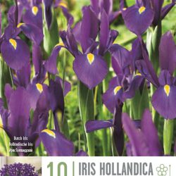 Iris hollandica ‘Purple’