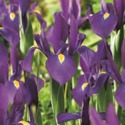 Iris hollandica ‘Purple’