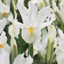 Iris Hollandica (White)