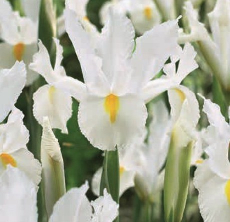 Iris Hollandica (White) - Image 2