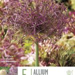 Allium cristophii (Star of Persia)