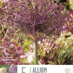 Allium cristophii (Star of Persia)