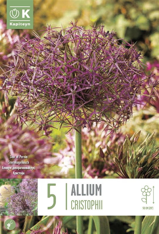 Allium cristophii (Star of Persia)