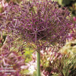 Allium cristophii (Star of Persia)