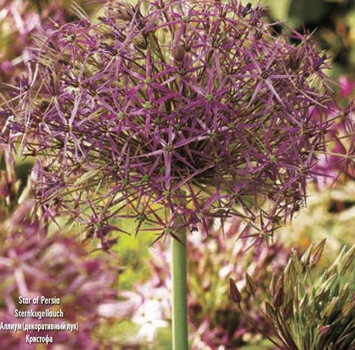 Allium cristophii (Star of Persia) - Image 2