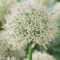 Allium ‘Mount Everest’