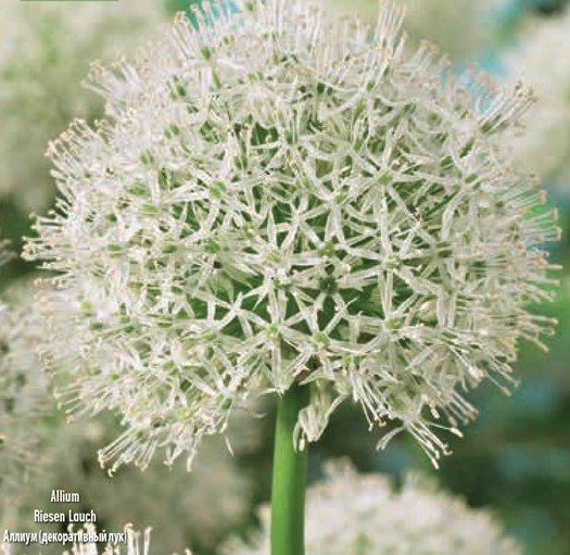 Allium ‘Mount Everest’ - Image 2