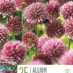 Allium sphaerocephalon (Drumstick Allium)