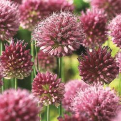Allium sphaerocephalon (Drumstick Allium)