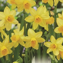 Narcissus ‘Tête-à-Tête’