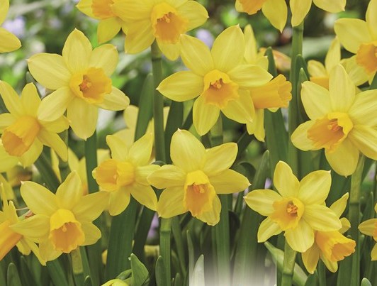 Narcissus ‘Tête-à-Tête’ - Image 2