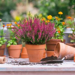 Calluna vulgaris ‘Garden Girls Red’ – Scotch Heather