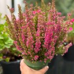 Calluna vulgaris ‘Garden Girls Red’ – Scotch Heather