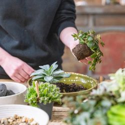 Terrarium Workshop – 15th July