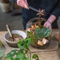 Terrarium Workshop – 15th July