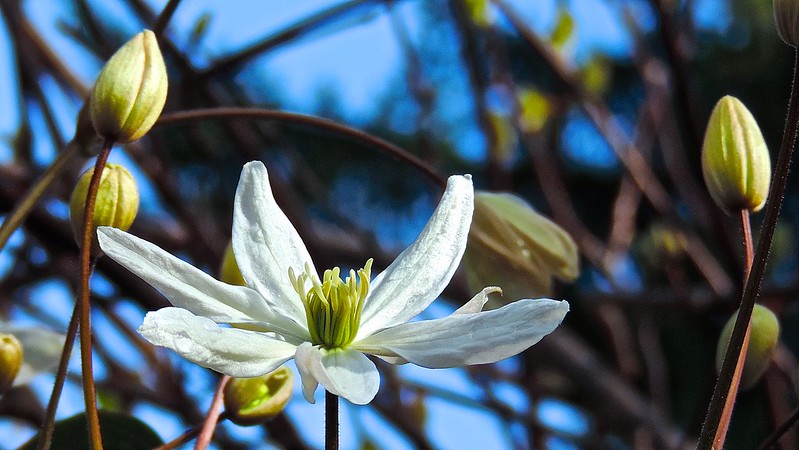 Clematis armandii blooms on branches