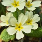 Primula Vulgaris