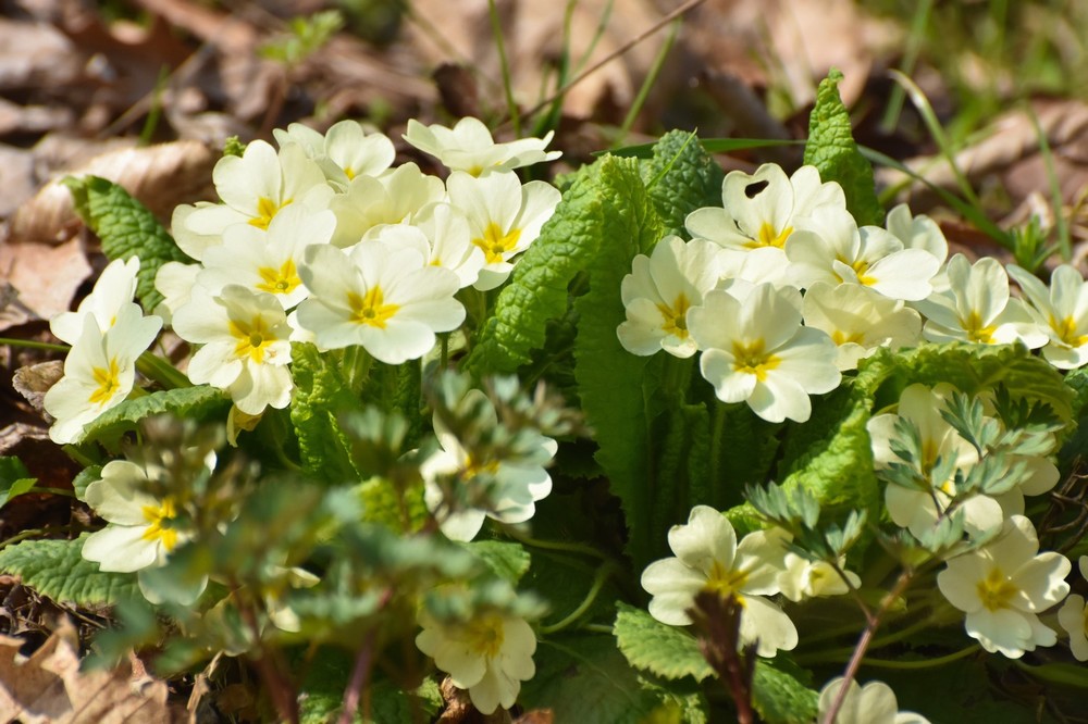 Primula Vulgaris - Image 2