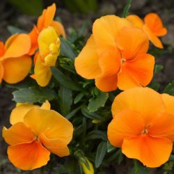 Orange Pansy