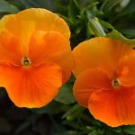 Orange Pansy